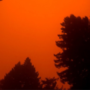 How Wildfire Smoke Affects Your Pets