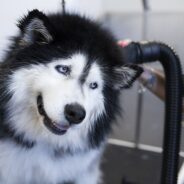 Husky Grooming Tips to Control Shedding