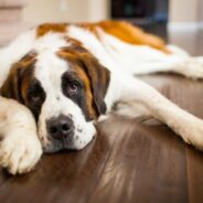 Hypothyroidism in Dogs: Symptoms, Causes and Treatment