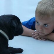 Japanese Study Points to Benefits of Dogs for Children’s Wellbeing in Hospital Settings