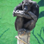 Keepers at Kazkova Dibrova Zoo Risk Lives to Protect Animals After Flood Kills Hundreds