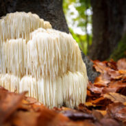 Lion’s Mane mushroom offers healing properties to both people and dogs