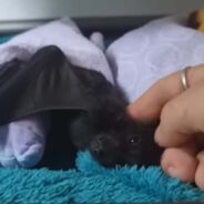 Lost Baby Flying Fox Experiences Maternal Care from a Loving Bat Rescuer