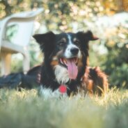 Maddie’s Weekly Roundup: Free stock photos, “Bad pet portraits,” grant opportunities and more!