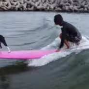 Meet The French Bulldog Who Loves Surfing