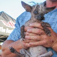 Meet The Winners Of The 2023 World’s Ugliest Dog Contest