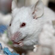 Mice Cured of Alzheimer’s Provide Hope for the Rest of Us