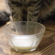 Milk Is Unhealthy And Unnecessary For Your Cat