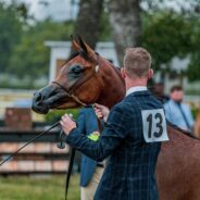 Neglected Horse “Left To Die” Becomes Prize-Winning Show Pony