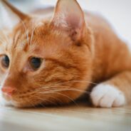 Nemo The Cat Becomes BFFs With New “Nemo” Fish