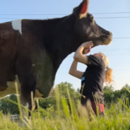 Old Dairy Cow Finds New Home After Farm Deems Her Useless