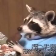 Old Video of a Raccoon’s Birthday Celebration Catches the Attention of Netizens