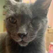 One-Eyed Cat Captures Heart of Shelter Volunteer, Is Now ‘Spoiled Rotten’ in Her Home