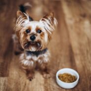 Organ Meat for Dogs: Safety and Preparation Tips