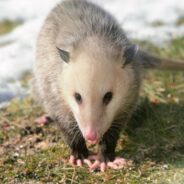 Our Nocturnal, Reclusive Neighbors: How Opossums Benefit Our Health and Environment