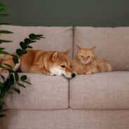 Pet-Friendly Home Décor That’s Both Functional and Fabulous