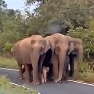 Pink Baby Elephant Receives the Best Protection from the Adults of Its Herd in This Video