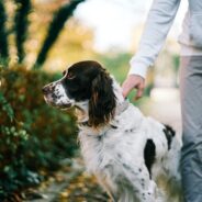 Prison training programs using shelter dogs 