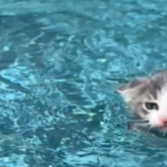 Protective Border Collie Plays “Lifeguard” When Kittens Go For A Swim