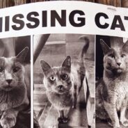 Reddit User Sparks Debate Over Calling On A “Missing Pet” Poster In The Middle Of The Night