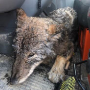 Rescuers Save Dog from Freezing River Before Realizing It Was a Wolf