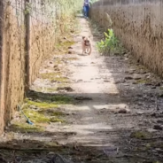 Rescuers Save Stray Dog Trapped In An Irrigation Canal