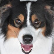 Retired Bowtied Therapy Dog Has Brought Smiles to Schools, Hospitals, and More