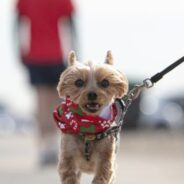 Running with Your Dog: Meet Ona the 5K Racing Yorkie