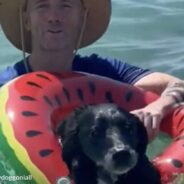 Senior Street Dogs Enjoy Day At The Beach In Thailand With Kindhearted Man