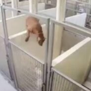 Shelter Dog Jumps Over Kennel Wall To Be With Her Best Friend