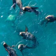 Sick and Dead Sea Lions and Dolphins Washing Ashore In Southern California