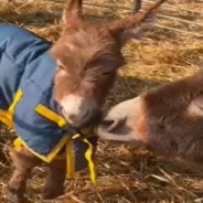 Stolen Donkey Foal Returns Home For Sweet Reunion With Mom