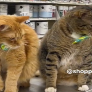 Store Cats Follow Daily “Work” Routine That Includes Naps And Snuggles