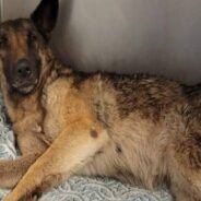 Stray Dog Found In Excruciating Pain With Fractured Spine Needs Your Help To Recover