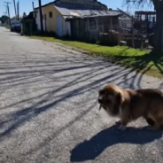 Stray Dog Wanders The Streets With Deadly Mass On Her Belly Until Someone Finally Cares