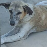 Stray Dog With Painful Skin Disease Needs Your Help To Get Care He Needs