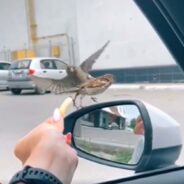 The Battle for Survival Commenced as This Bird Steals Food Away from Its Friend