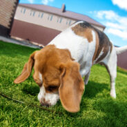 The Importance of Environmental Enrichment for Cats and Dogs