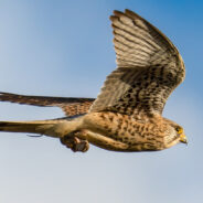 The Plight of the American Kestrel: A Species In Decline While Others Bounce Back