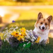 The Ultimate Summer Pet Safety Guide!