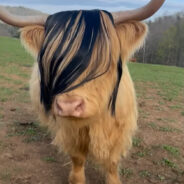 These Adorable EMO Cows Are Living the Good Life in North Carolina