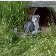 Tiny Puppy in Ukraine Rescued in Overgrown Lot Looks Forward to the Good Life