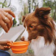 Top 10 Summer Dog Walking Tips