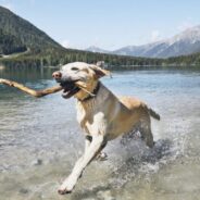 Top 5 Water Dog Breeds