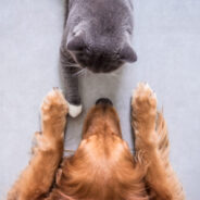 Understanding and Supporting Your Dog or Cat’s Nervous System