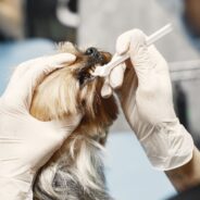 University Students Turn Food Waste into Canine Toothpaste