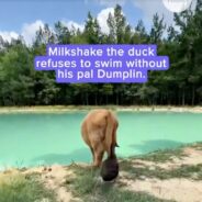 Unlikely BFFs Milkshake & Dumplin’ are Inseparable Buds