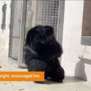 Vanilla the Lab Chimp Sees the Sky for the Very First Time in Heartwarming Video