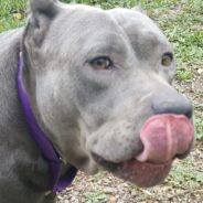 Velvet Land Hippo “Rose” Needs an Understanding Forever Home