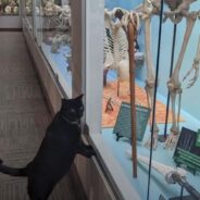 Visit Oklahoma’s Museum of Osteology and Meet Their First Ever Cat Employee